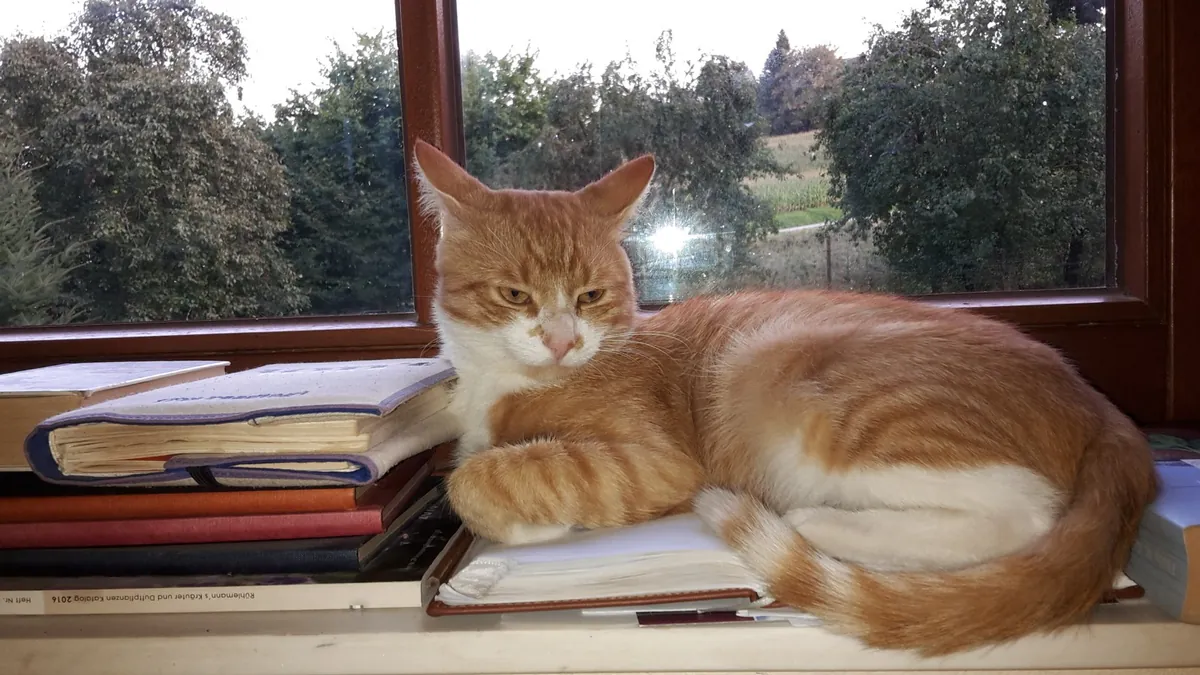 Roter Kater liegt auf Büchern am Fenster