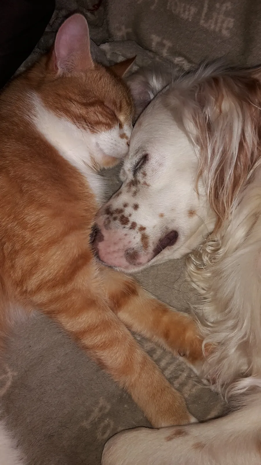 Katze und Hund schlafen aneinandergekuschelt