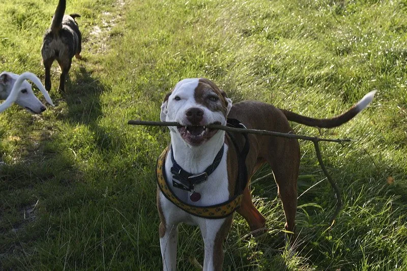 Hund mit einem Stock im Maul auf der Wiese