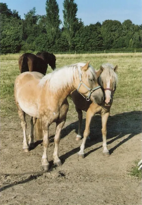 Zwei Haflinger auf der Weide