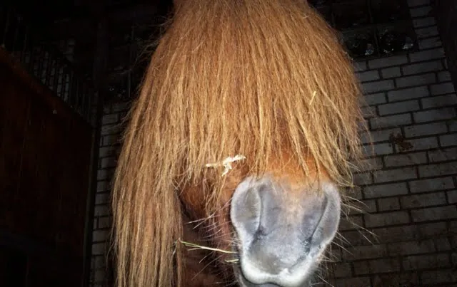 Shetlandpony mit langer Mähne