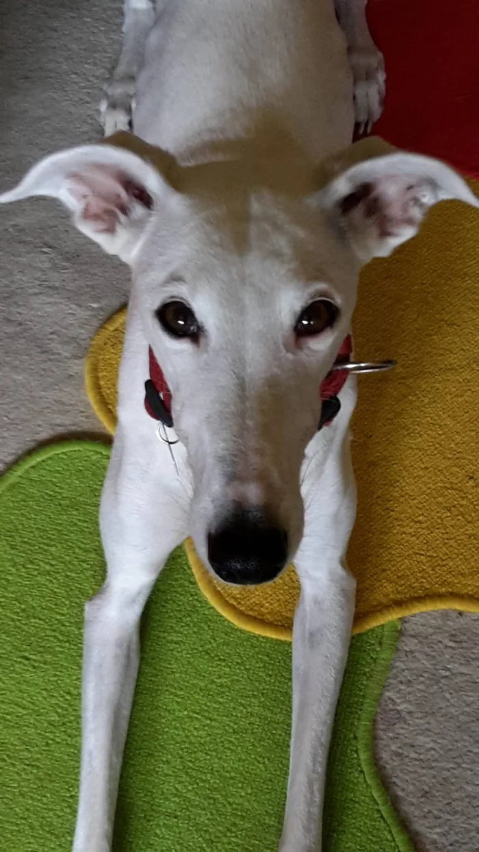 Weißer Windhund liegt auf einem bunten Teppich
